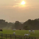 Image for article titled 'She Told Me I Was Beautiful': A Chat with the Horse From Taylor Swift's 'Blank Space' Video